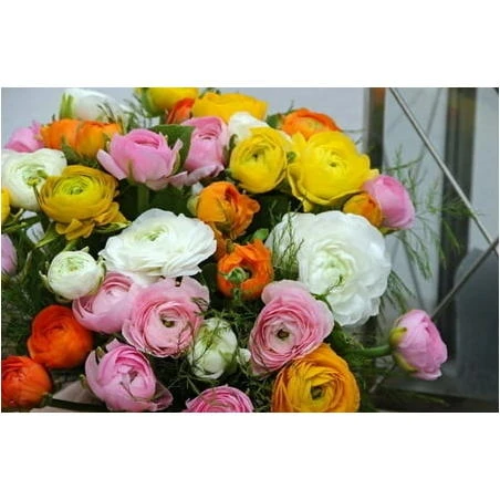 Ranunculus Telecote Mix – Persian Buttercup Bulbs (12 pcs, 6‑7 cm) – Hardy Garden Perennial