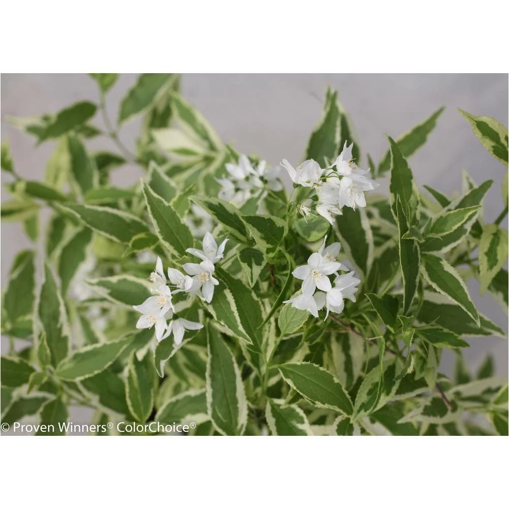 Deutzia White‑Flowered Shrub – 4.5‑in. Pot with Variegated Foliage
