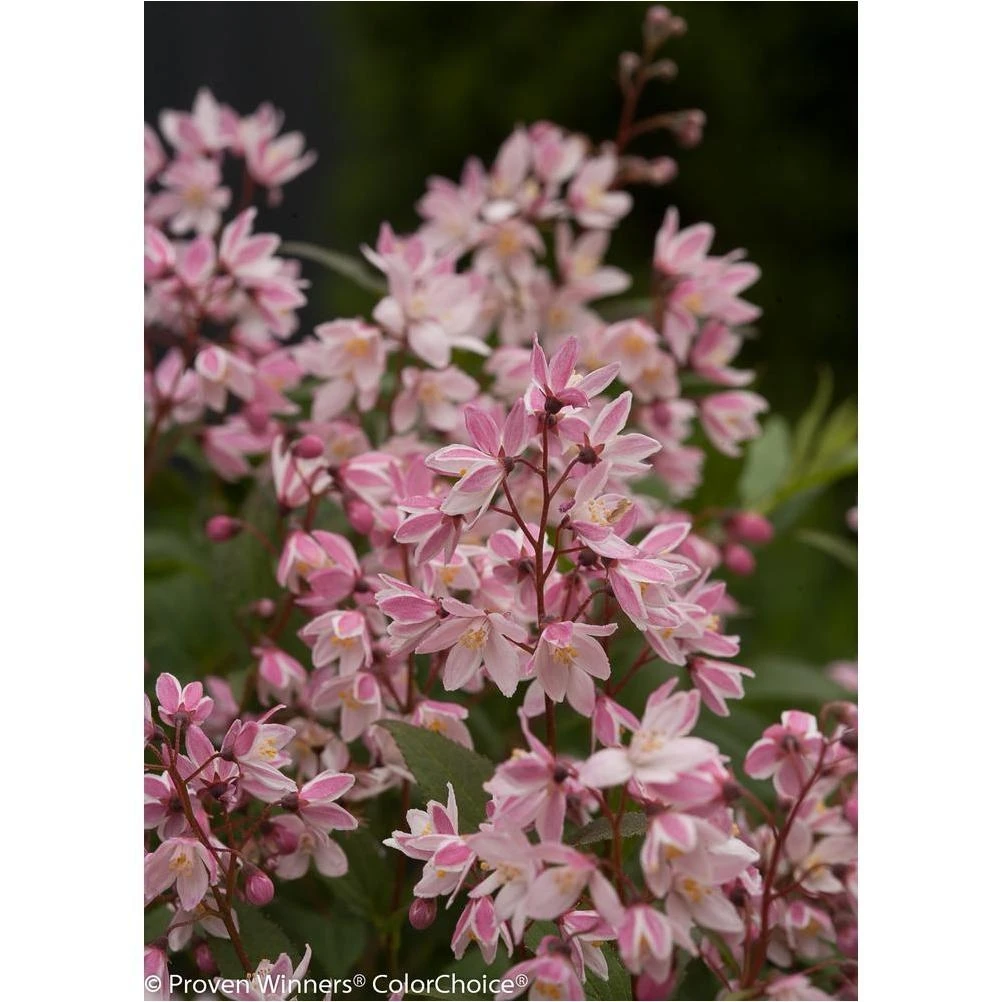 Yuki Cherry Blossom Deutzia Shrub – Live 4.5‑in. Pot with Light Pink Blooms