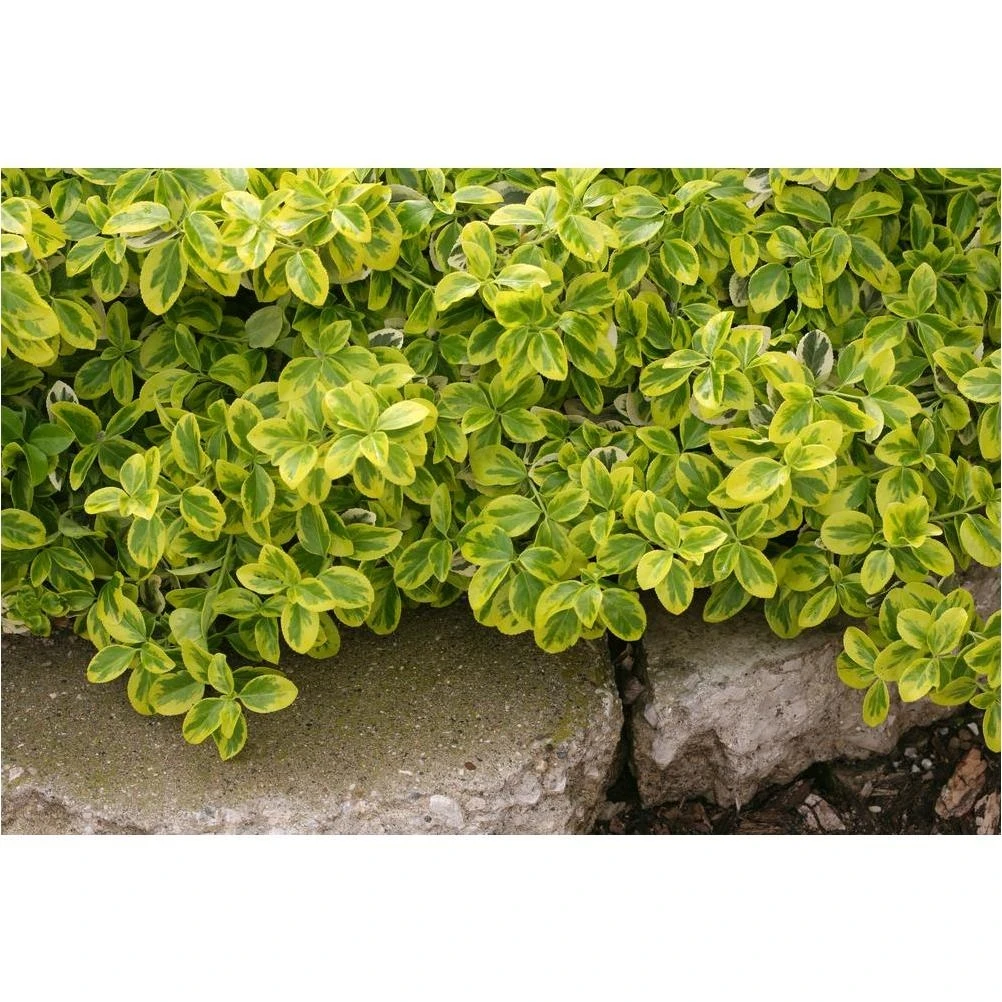 Gold Splash Wintercreeper Evergreen Shrub – Vibrant Green & Yellow Foliage, 4.5‑in. Pot