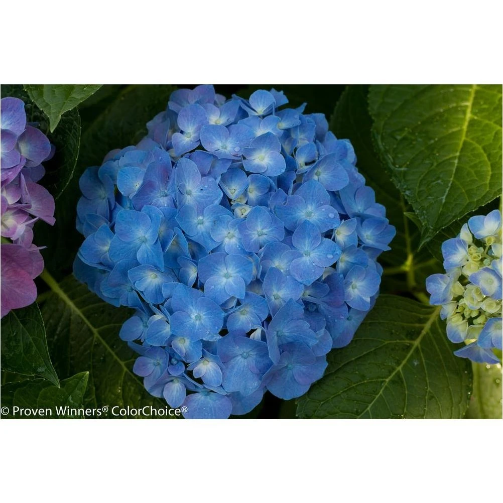 Let's Dance Blue Jangles Reblooming Hydrangea – 4.5‑Quart Live Shrub with Vibrant Blue & Pink Blooms