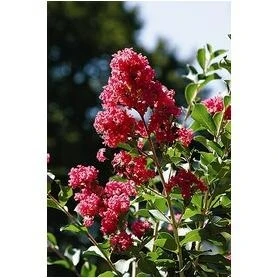 Monrovia Tuscarora Crape Myrtle – 3.6‑Gal Compact Flowering Tree