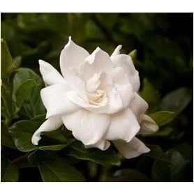 Monrovia White August Beauty Gardenia Shrub – 3.58‑Gallon Container