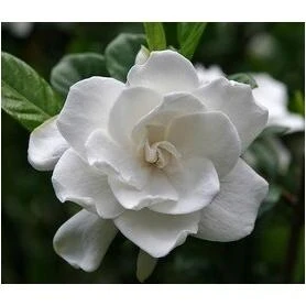 Monrovia First Love Gardenia Shrub – 3.6‑Gal White‑Blooming Evergreen