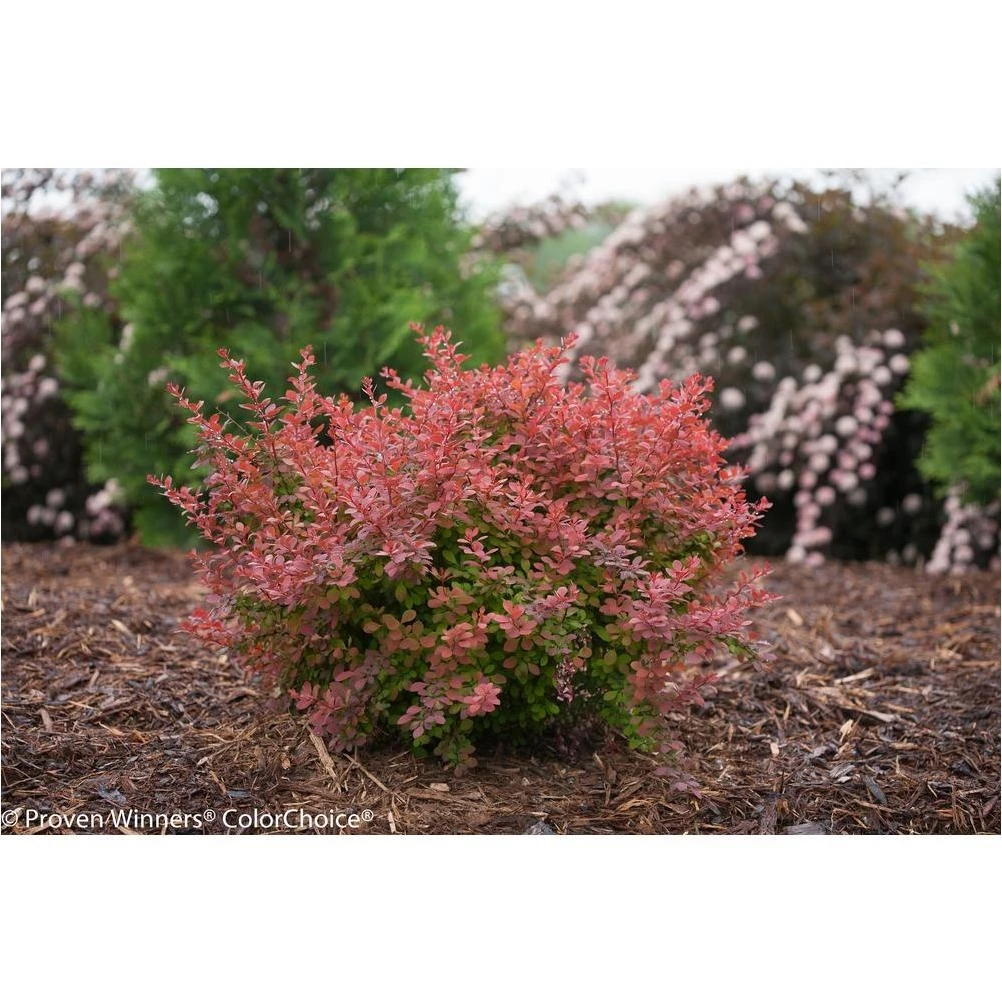 Sunjoy Cinnamon Barberry Live Shrub – 4.5‑in Pot with Dark Orange Foliage