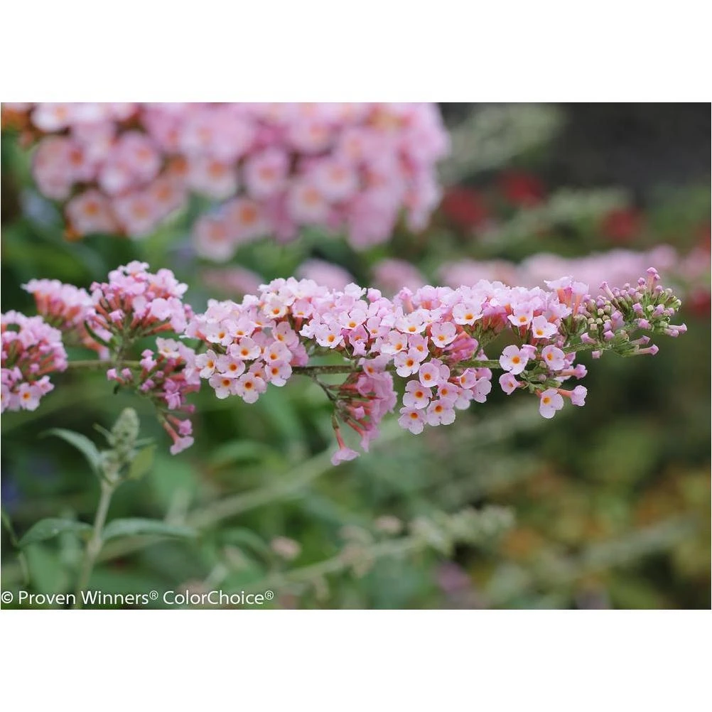Live Pink Butterfly Bush Shrub – Buddleia ‘InSpired’ in Light Pink, 4.5‑in Pot