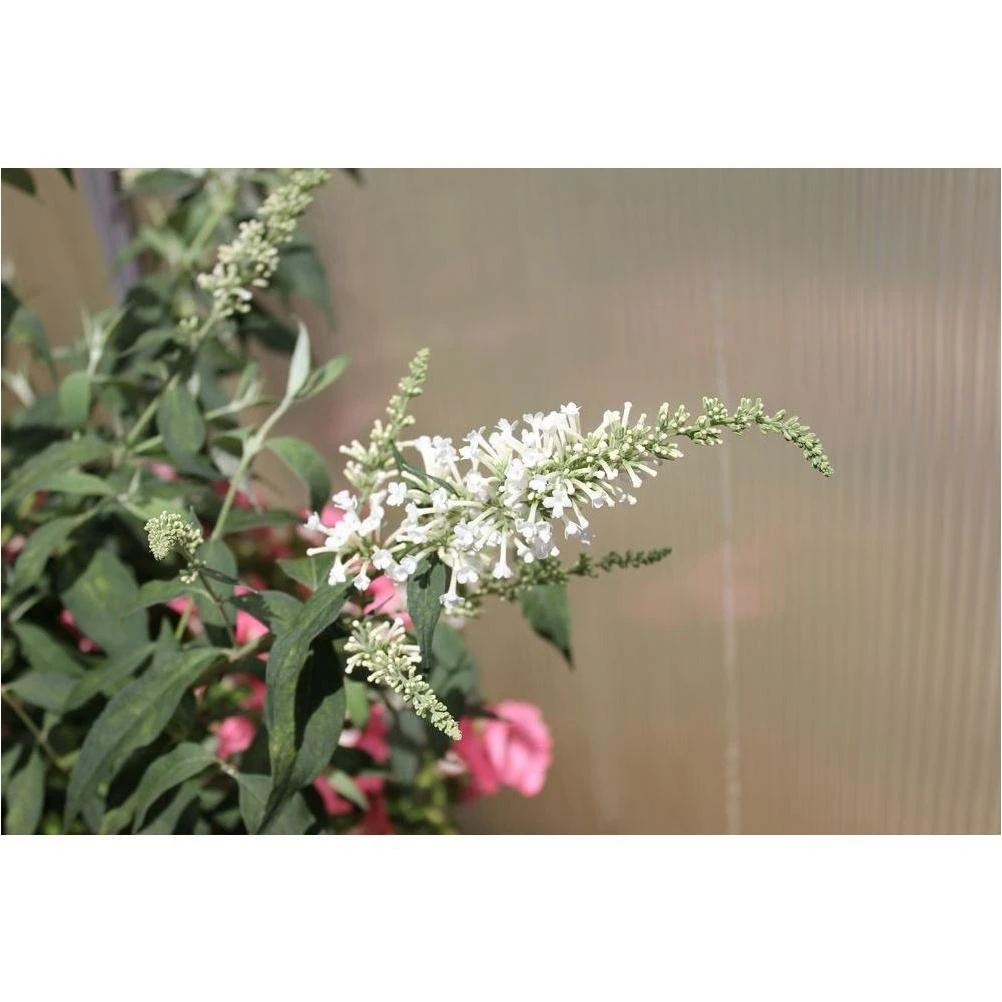 White Butterfly Bush (Buddleia) Live Shrub – 4.5‑qt Pot, Fragrant White Blooms