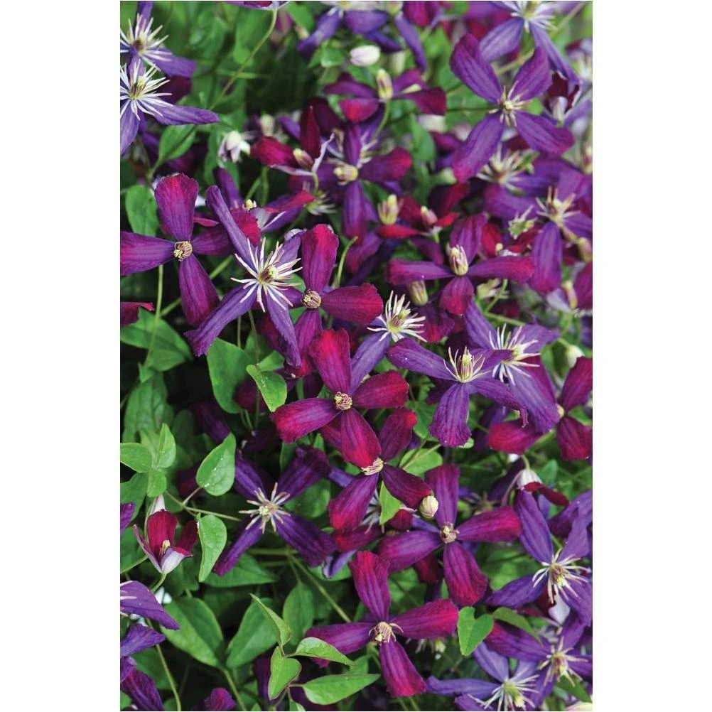 Sweet Summer Love Clematis – 4.5‑in Live Shrub with Red‑Purple Blooms
