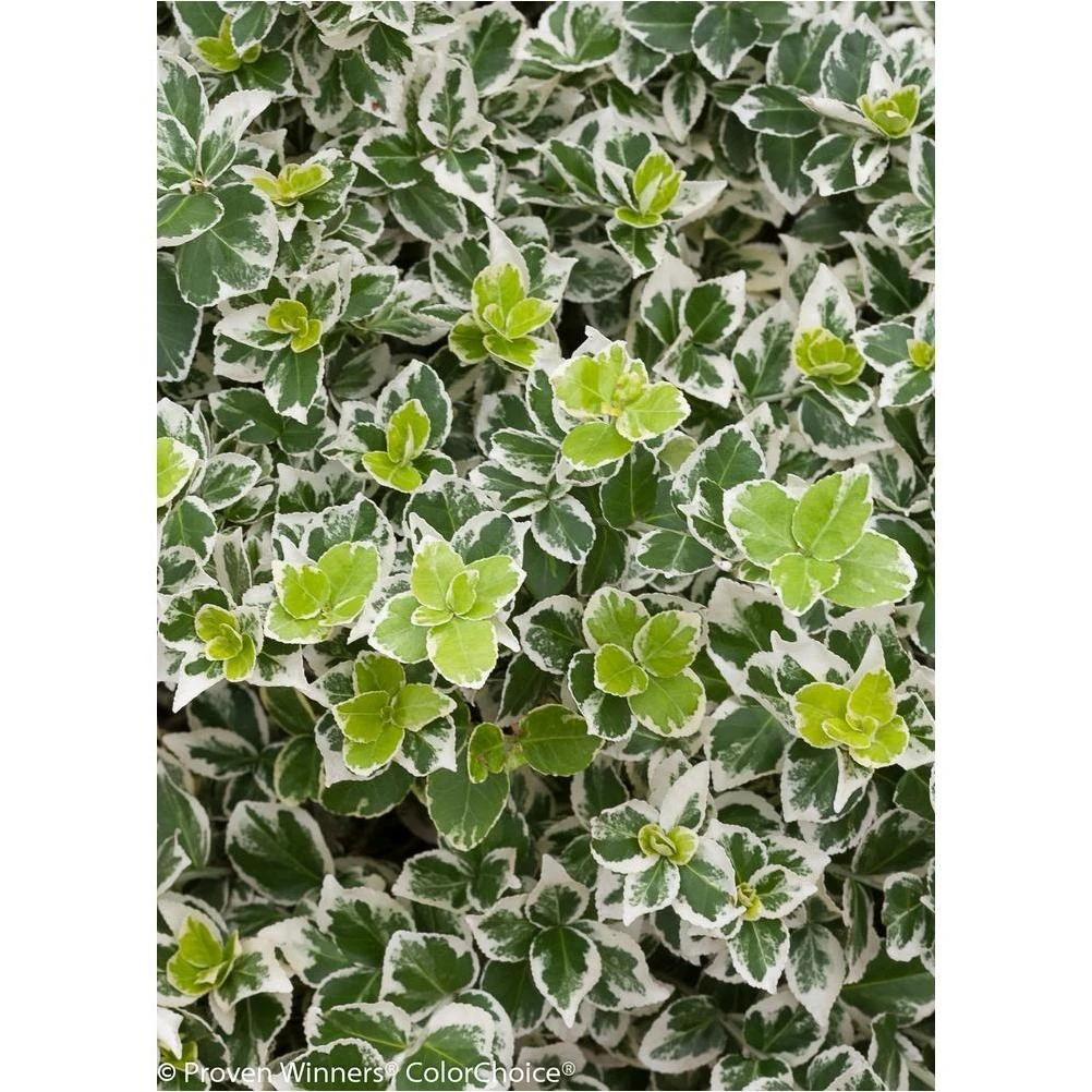 White Album Wintercreeper Euonymus Live Shrub – Green & White Foliage, 4.5‑qt Pot