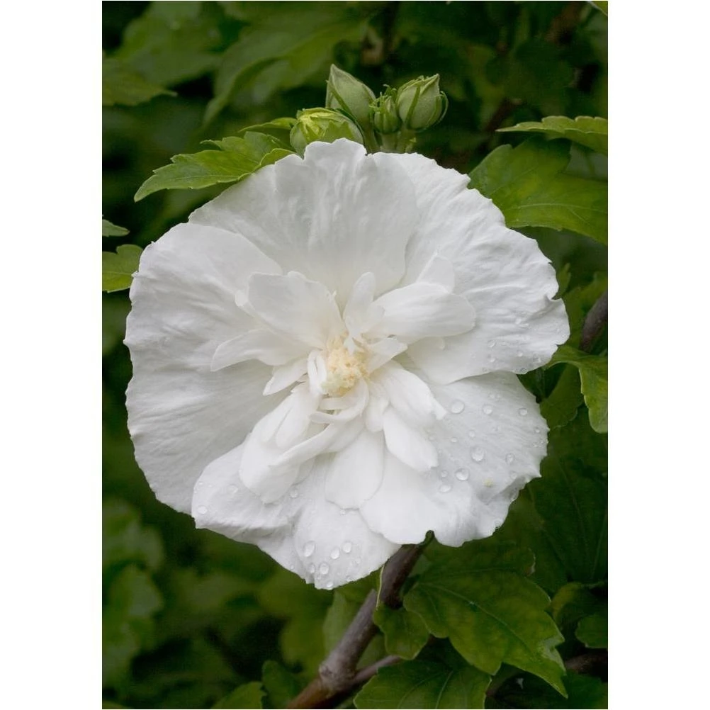 White Rose of Sharon Shrub – Live 4.5‑in. Chiffon Hibiscus Plant with White Blooms