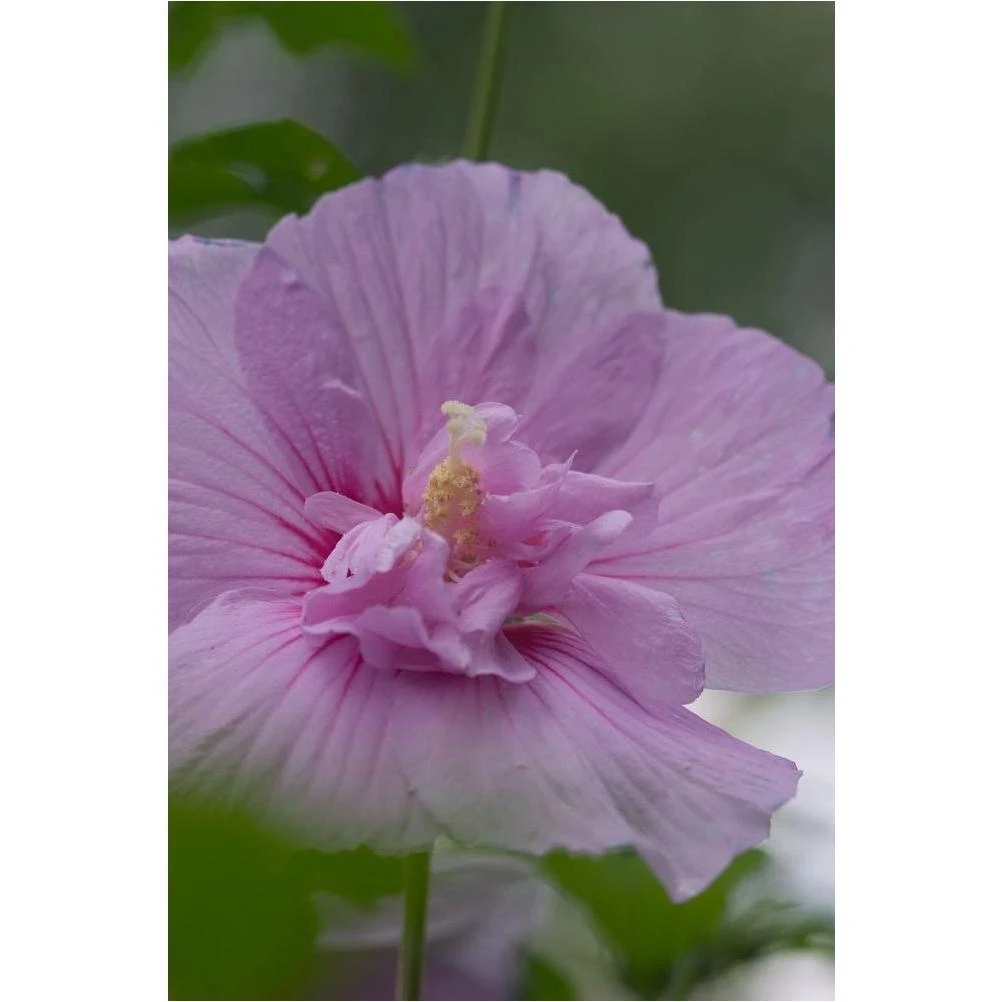 Lavender Chiffon Hibiscus Live Shrub – 4.5‑Inch, Light Purple Blooms