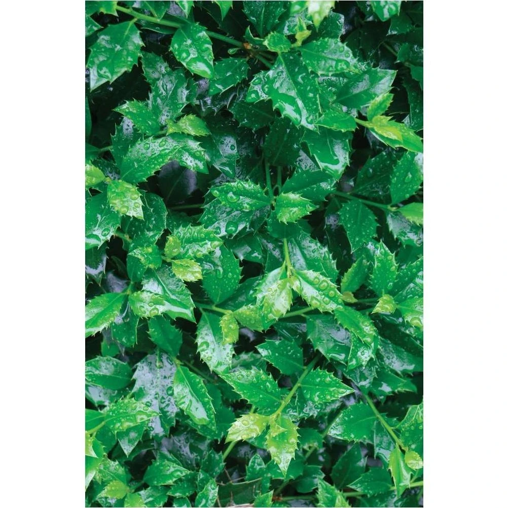 Castle Spire Dwarf Holly – Evergreen Shrub with White Blooms & Red Berries, 4.5‑in Pot