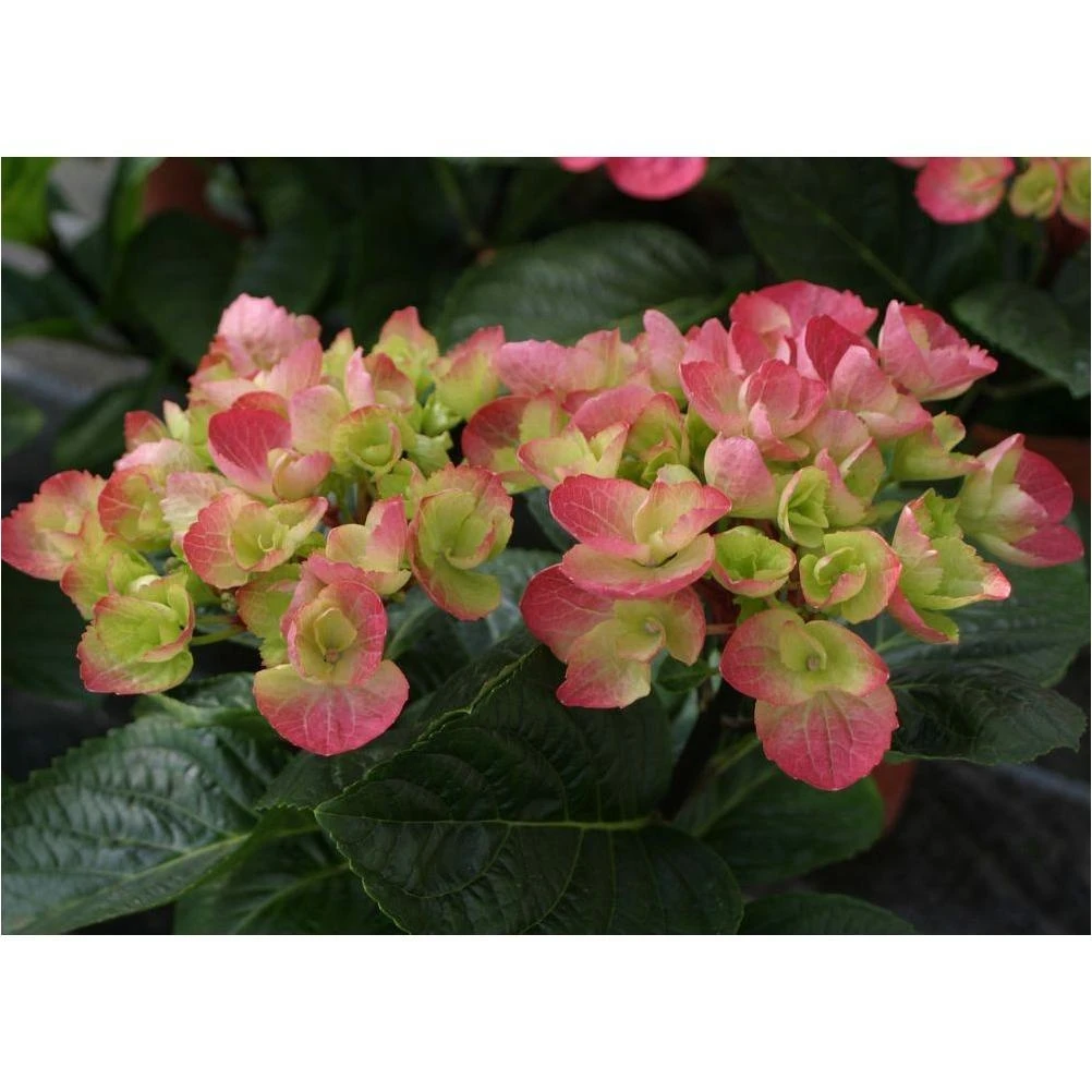 Abracadabra Hydrangea Orb – 4.5‑Inch ColorChoice Decorative Sphere