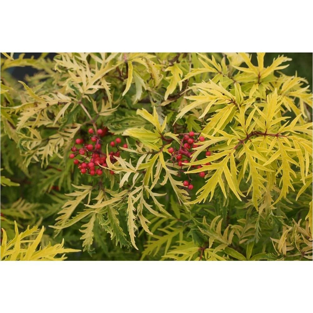Lemony Lace Elderberry Garden Plant – 4.5‑inch Quatre with White Blooms, Yellow & Red Foliage