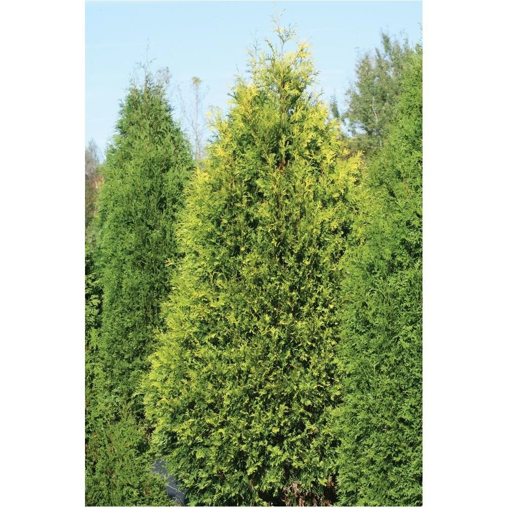 Polar Gold Yellow‑Foliage Arborvitae (Thuja) Live Evergreen Shrub – 4.5‑in Pot