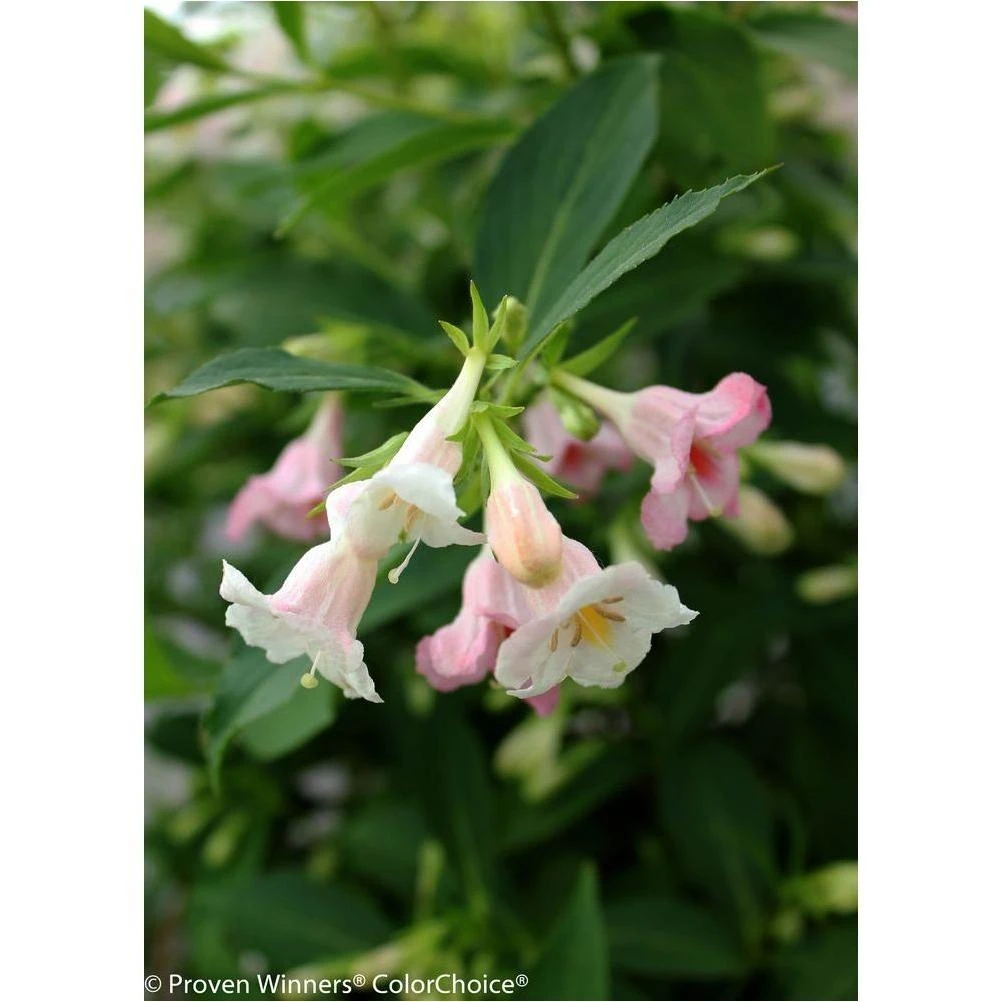 Sonic Bloom Pearl Weigela Live Shrub – 4.5‑qt, White & Pink Blooms