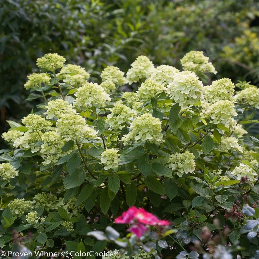 Little Lime Hardy Hydrangea (Paniculata) – 4.5‑in Pot with Green‑to‑Pink Blooms