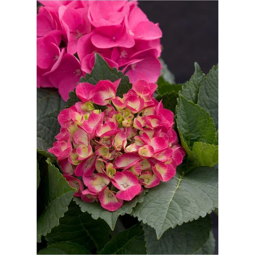 Cityline Paris Bigleaf Hydrangea Live Shrub – 4.5‑in. Pot, Multi‑Color Blooms (Pink, Red, Green)