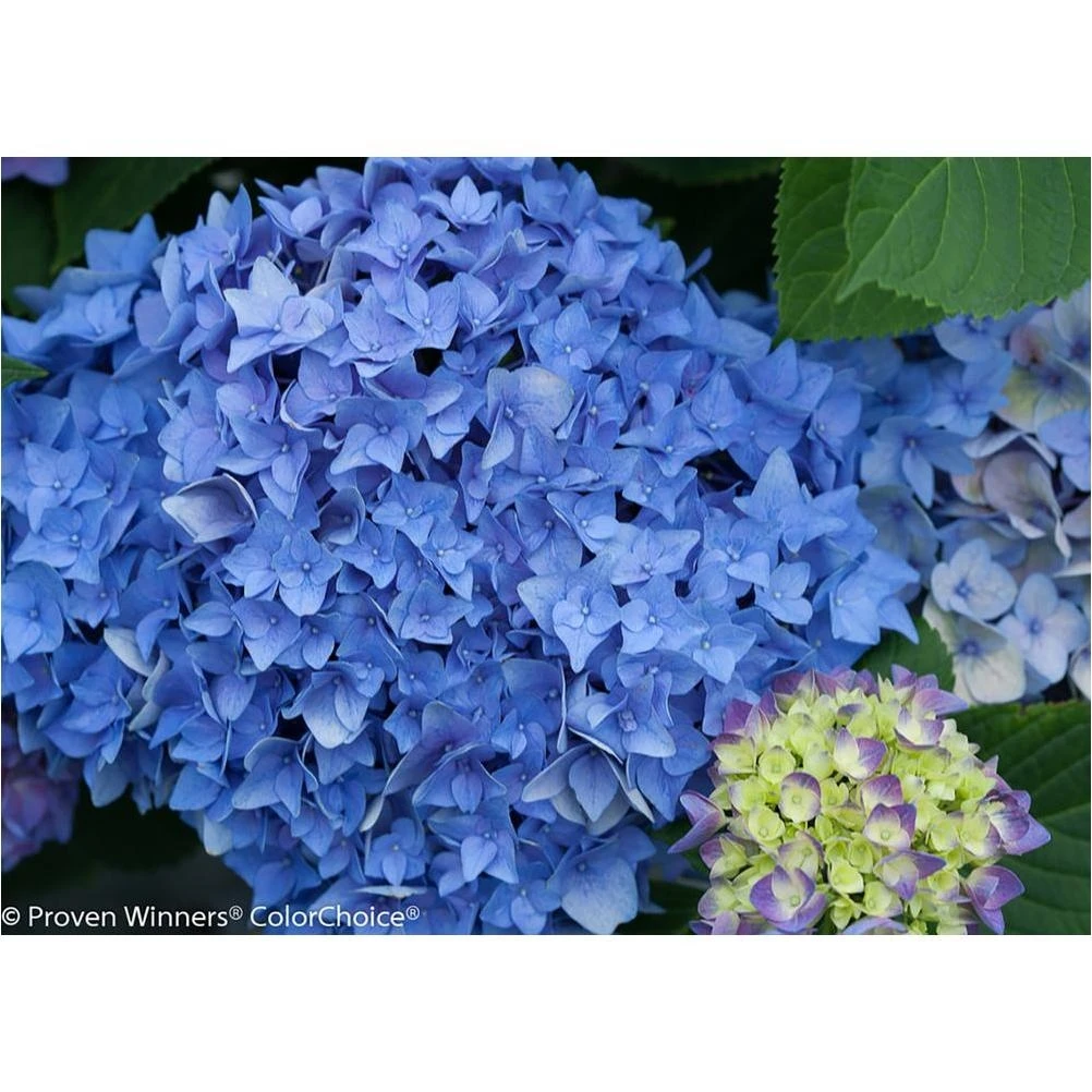 Let's Dance Rhythmic Reblooming Hydrangea – 4.5‑Quart Live Shrub, Blue or Pink Blooms