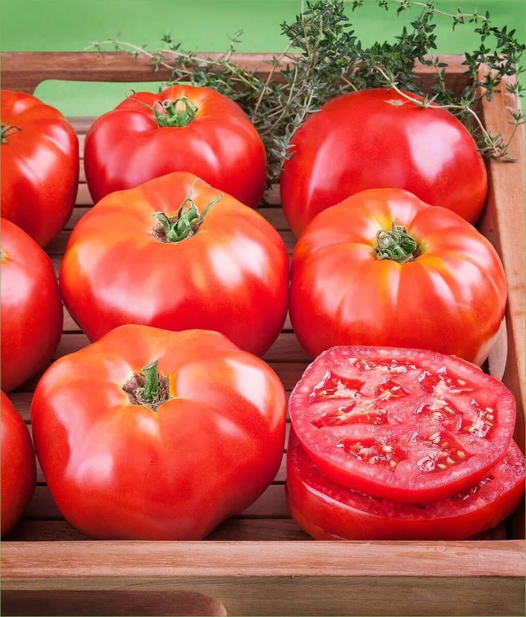 Tomato-Ace 55