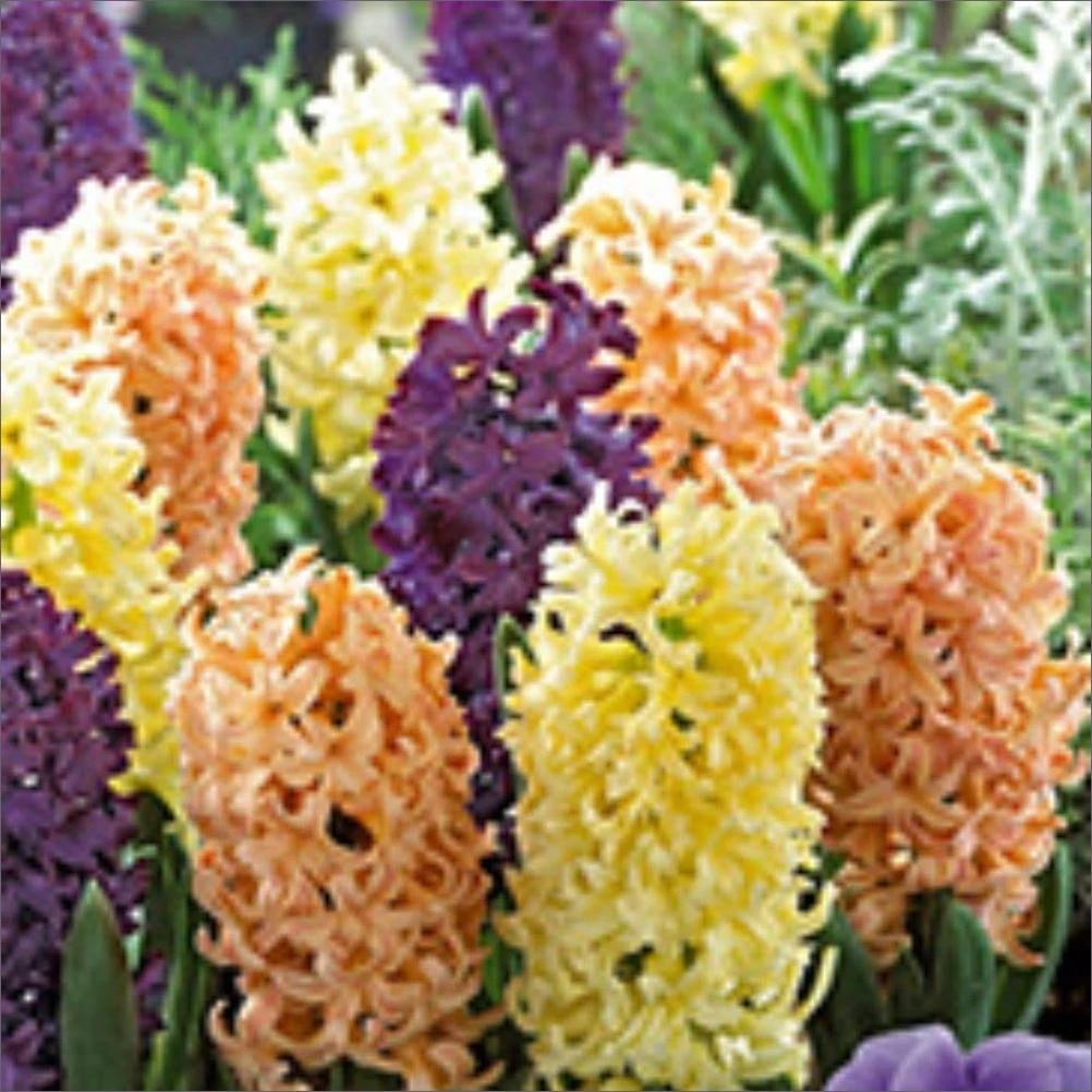 Hyacinth Pink Grapefruit Mix - Vibrant Blooms For Your Garden