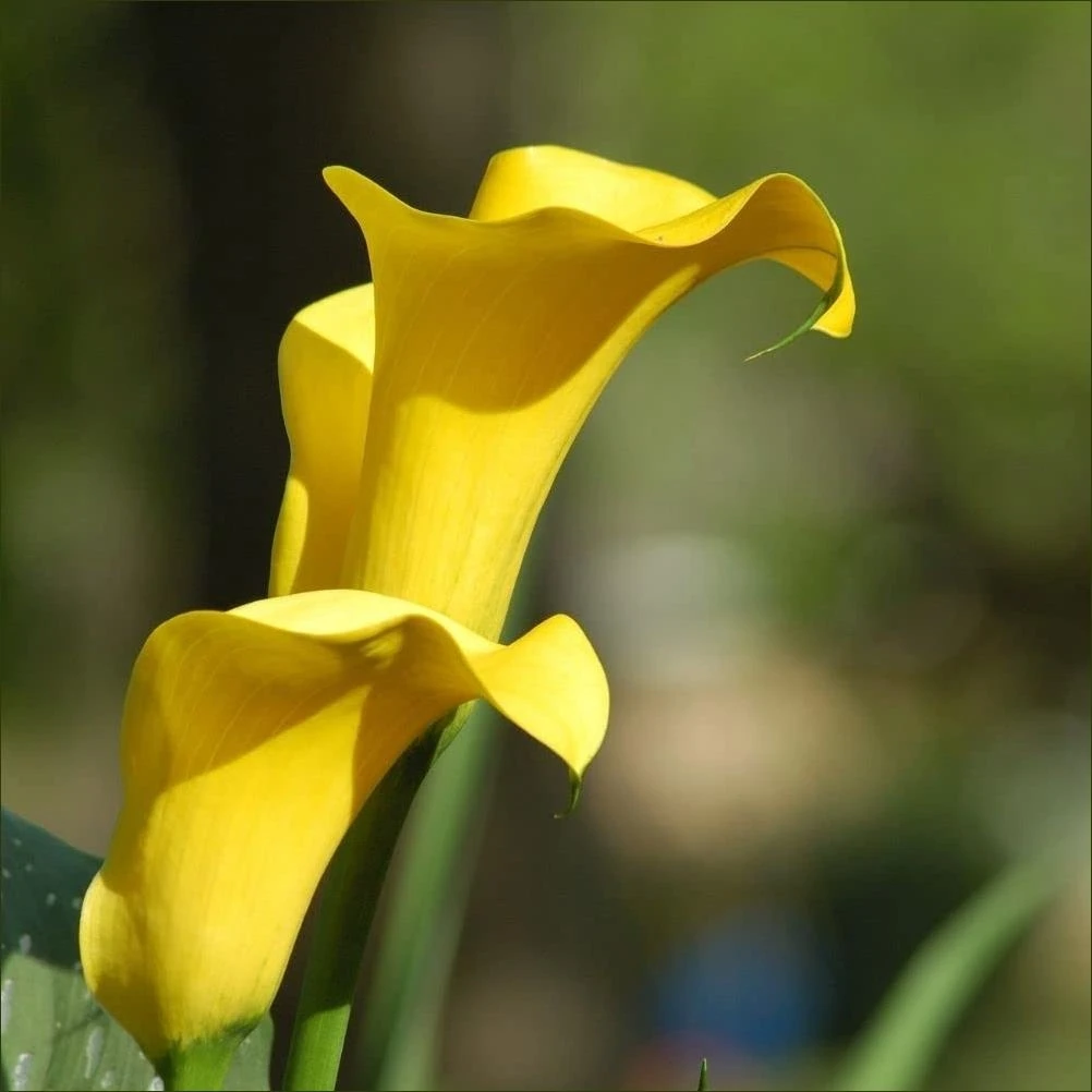 Yelloween Calla Lily Plant - Vibrant Yellow Blooms