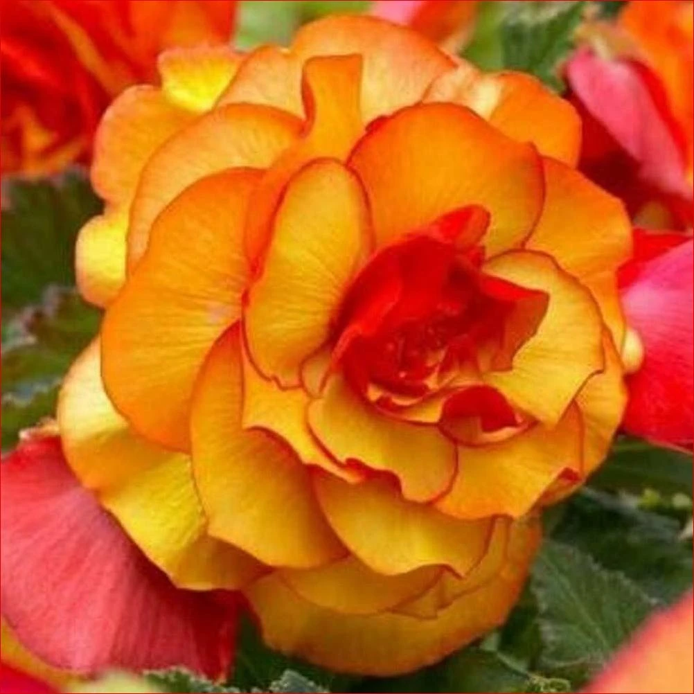 Picotee Yellow Flower Bulbs - Vibrant Blooms For Your Garden