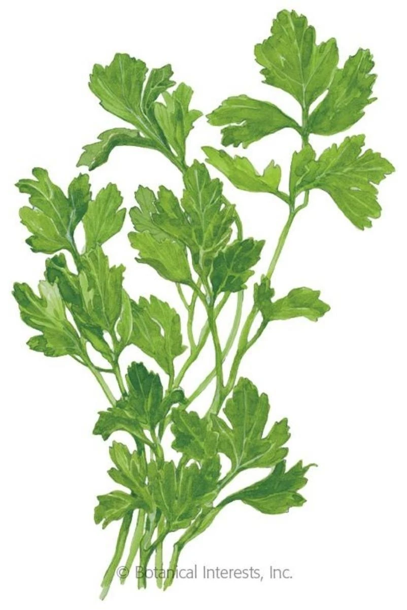 Flat Leaf Parsley – Fresh 8‑lb Bundle