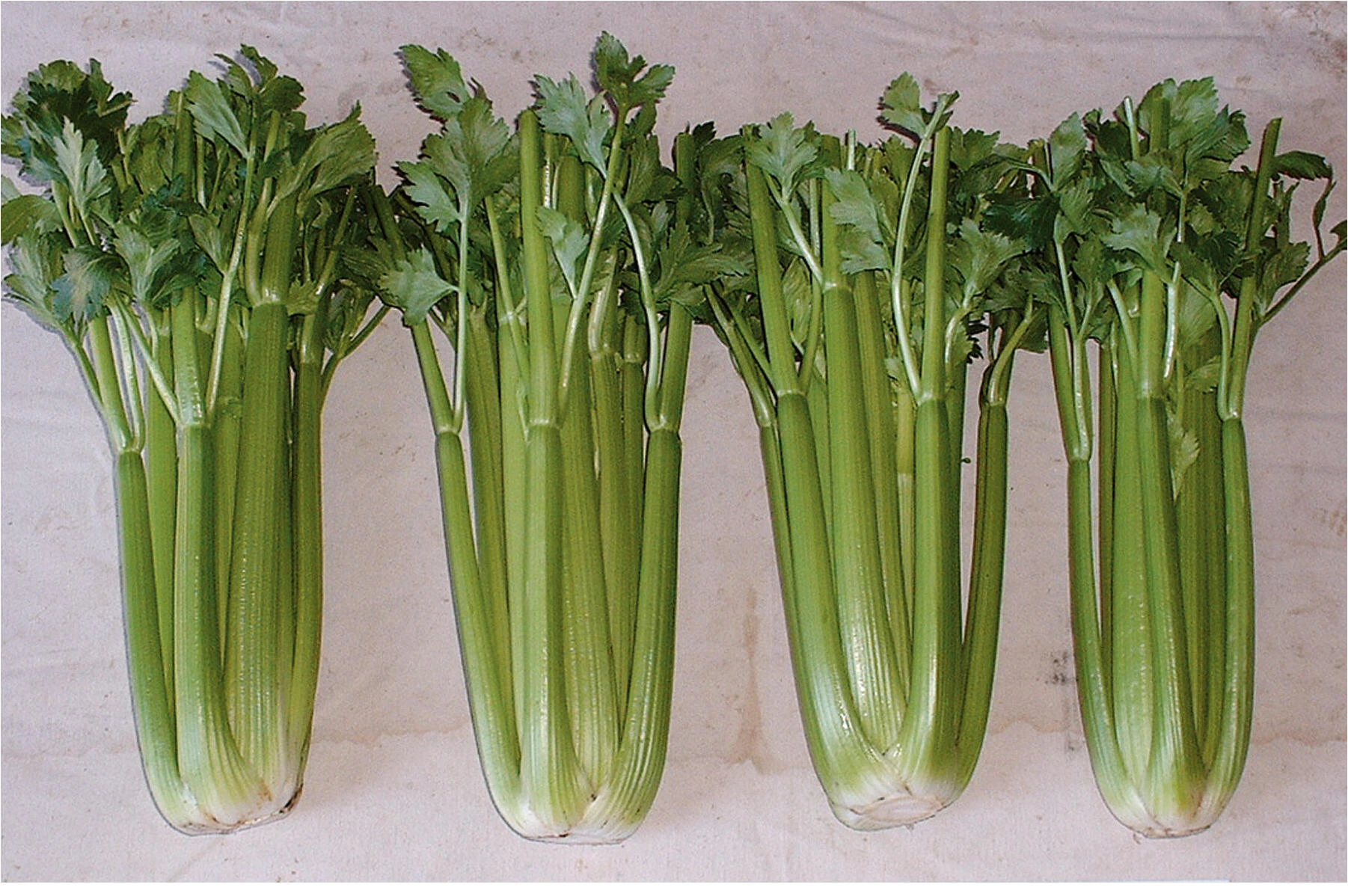 Compact 1.19‑Quart Celery‑Conquistador Juicer