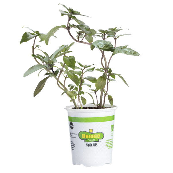 Premium Thai Basil Leaves – 19.3 oz (550 g) Fresh Herb for Asian Cooking