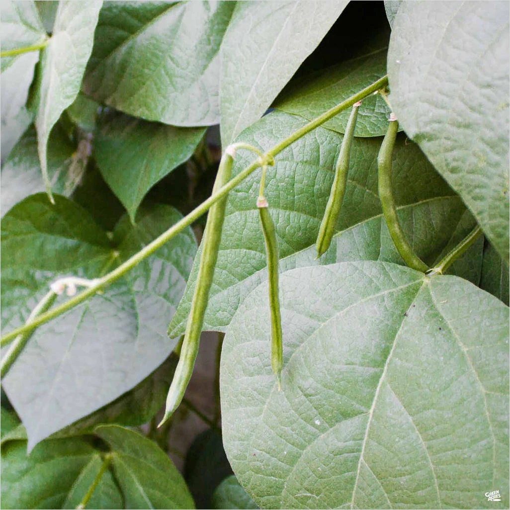 Blue Lake String Beans – 19.3 oz Fresh Harvest