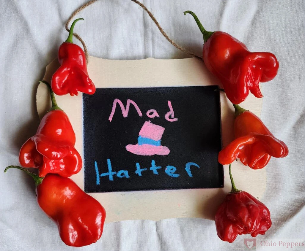 Mad Hatter 19.3 oz Premium Pepper Grinder – High‑Capacity Seasoning Shaker