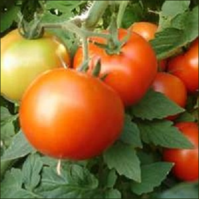 Early Girl Tomato Plant – 1.19 Qt Pot for Container & Garden
