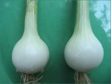Premium White Bermuda Onion – Sweet, Crisp Bulb for Gourmet Cooking