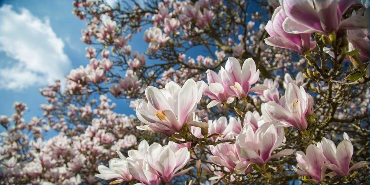 Planking Magnolia Flower 14.5SF