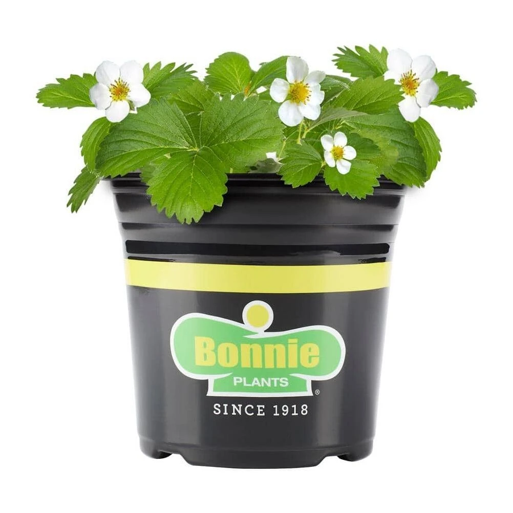 Bonnie Plants 1 gal. Strawberry, Live Plant