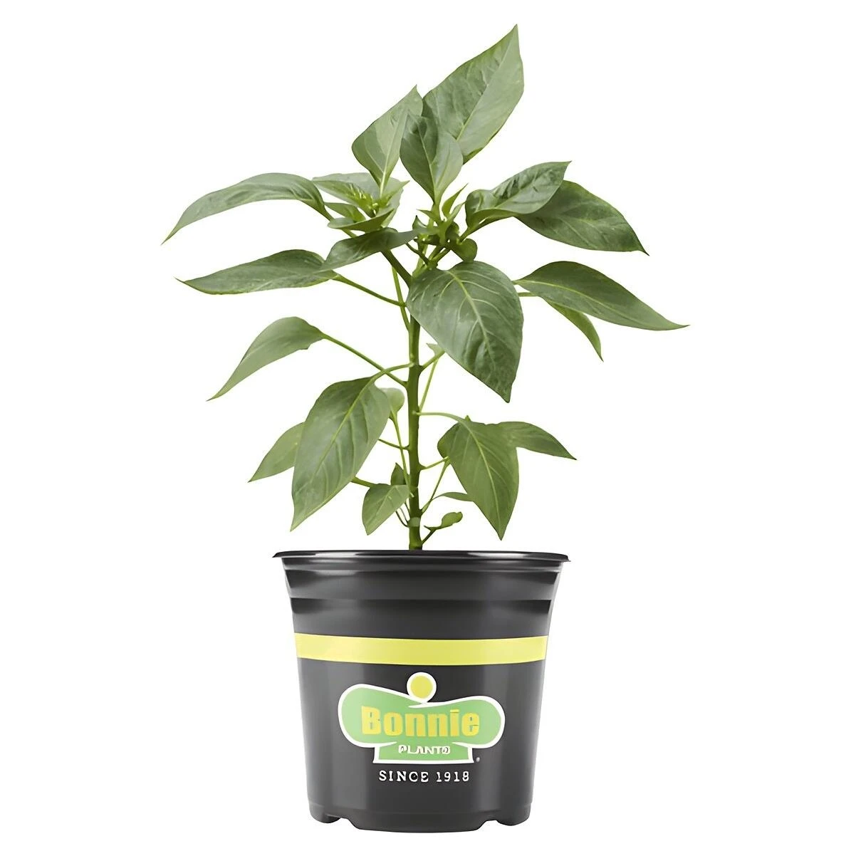 Bonnie Plants Red Snacking Pepper, Container Grown, 2.32 Quart
