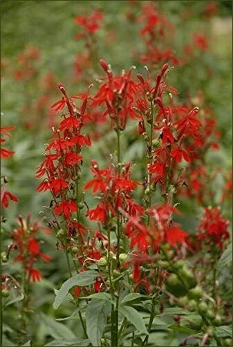 Cardinal Flower (Lobelia cardinalis) – Red Perennial Garden Plant