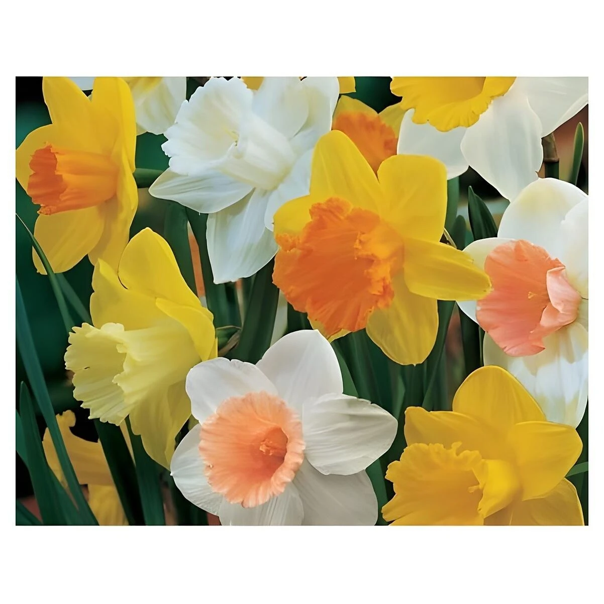 Trumpet Daffodil Mix - 8 Deer & Rodent Proof Bulbs - 14/16 Cm Size