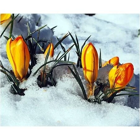 Assorted Crocus Bulb Collection – Multi‑Species Spring Blooms