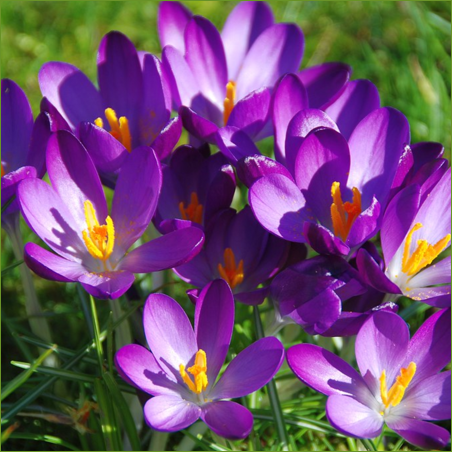 Premium Organic Crocus Saffron – Pure Red Stigmas for Gourmet Cooking