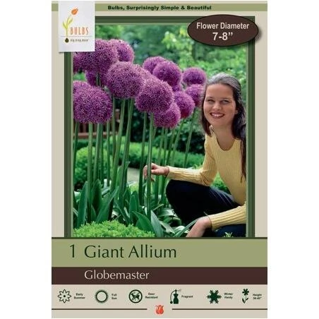 Allium Globemaster Ornamental Globe Onion – Purple Spherical Blooms for Perennial Gardens