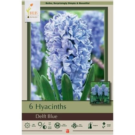 Delft Blue Hyacinth Bulbs – Fragrant Deep‑Blue Blooms for Garden & Containers
