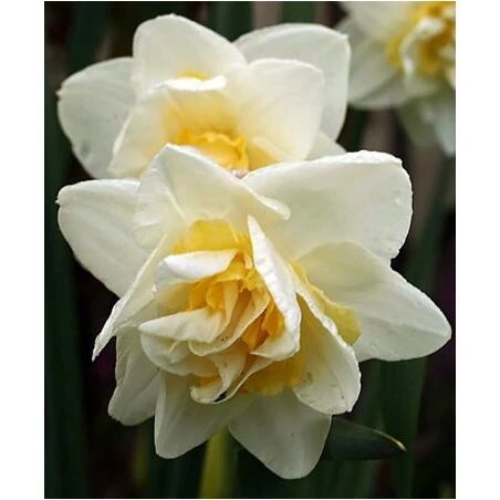 White Lion Daffodil Bulb – Pure White Narcissus for Spring Gardens