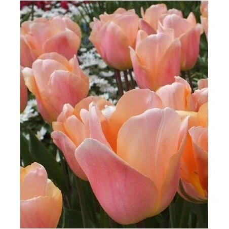 Apricot Tulip Bouquet – Fresh Cut Spring Flowers for Gifts