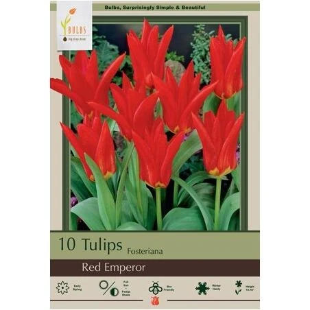 Earl Red Emperor Tulip Bulbs – Vibrant Red Spring Blooms