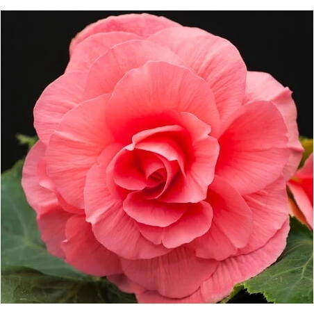 Pink Camellia Begonia – 5‑6 cm Fresh Cut Flower (Open)