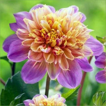 Dahlia & Anemone Floral Life Canvas – Vibrant Botanical Wall Art