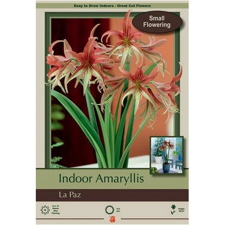 La Paz Amaryllis – Vibrant Indoor Blooming Bulb