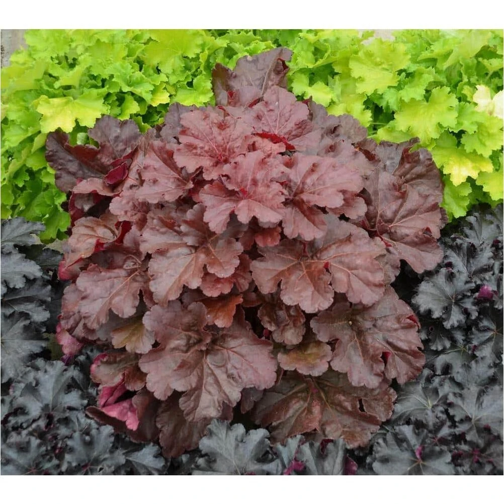 Corsica Dal Midi Dahlia – 4.25‑Inch Vibrant Cut‑Flower Variety